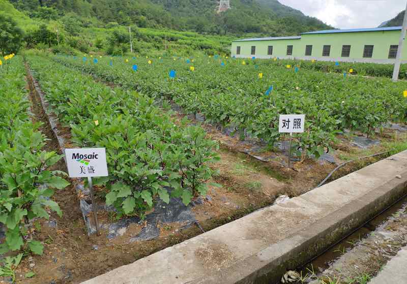 浙農&ldquo;高山茄子營養解決方案&rdquo;受到專家及農戶認可