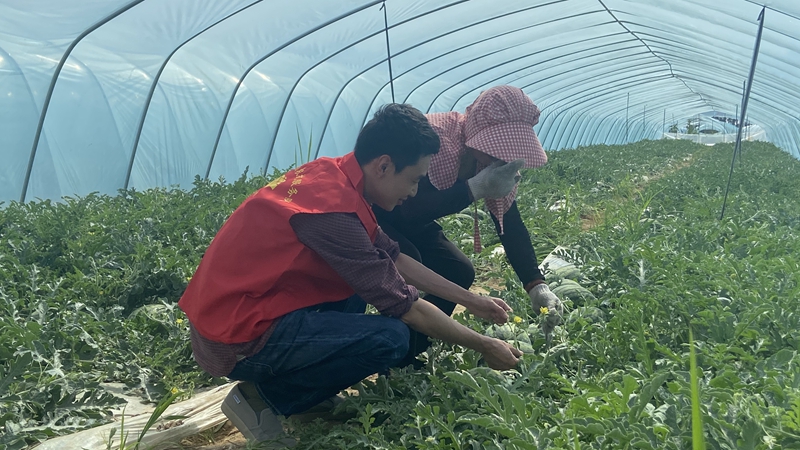 愛普黨員農技服務隊：用心用情做好農業科技&ldquo;傳播員&rdquo;