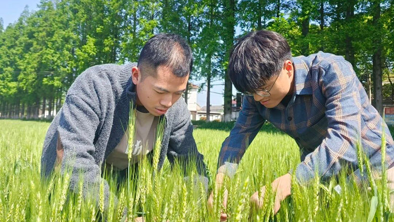 揭秘增產背后的&ldquo;浙農耘&rdquo;服務密碼
