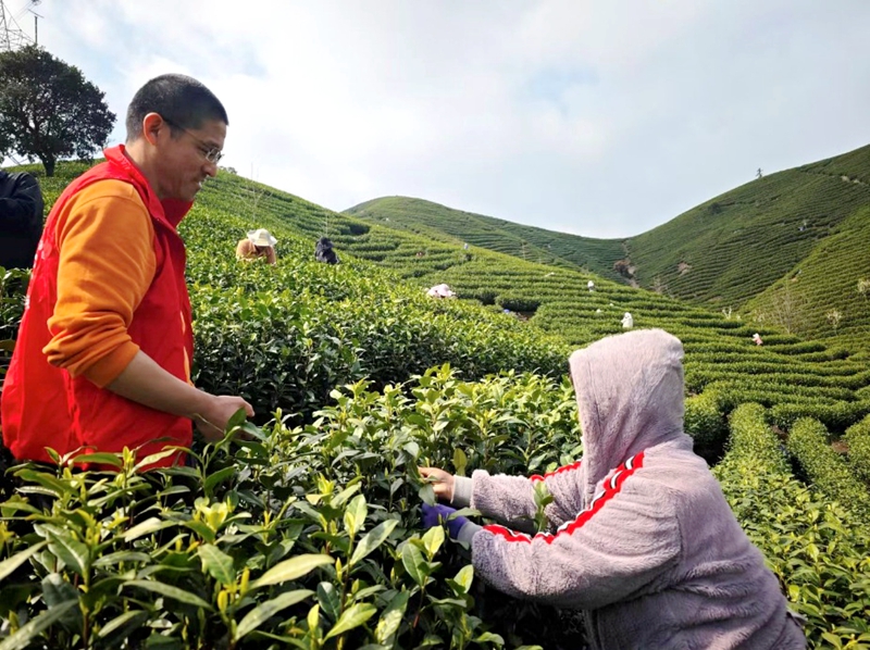 惠多利黨員農(nóng)技服務(wù)隊(duì)員回訪白茶示范園