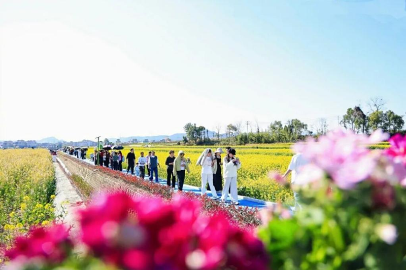 浙農(nóng)科技：花海梨香繪就春日農(nóng)旅新圖景