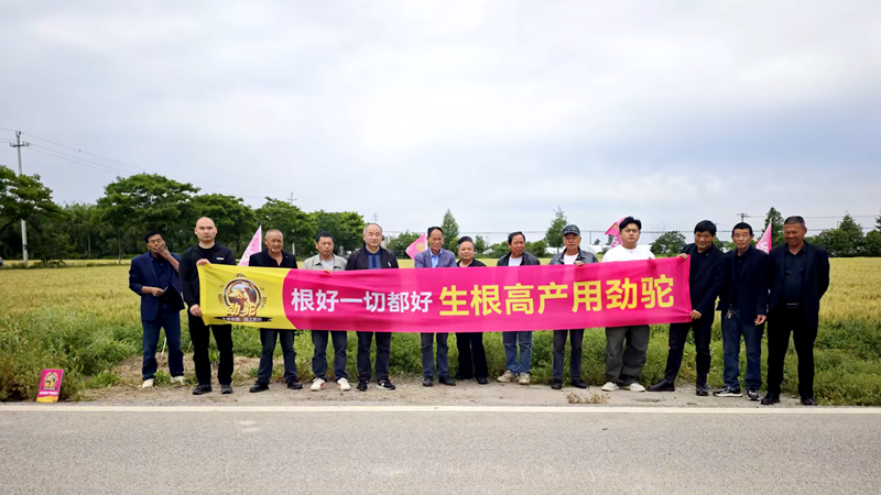 嘉興浙農禾豐組織召開勁駝小麥現場觀摩會
